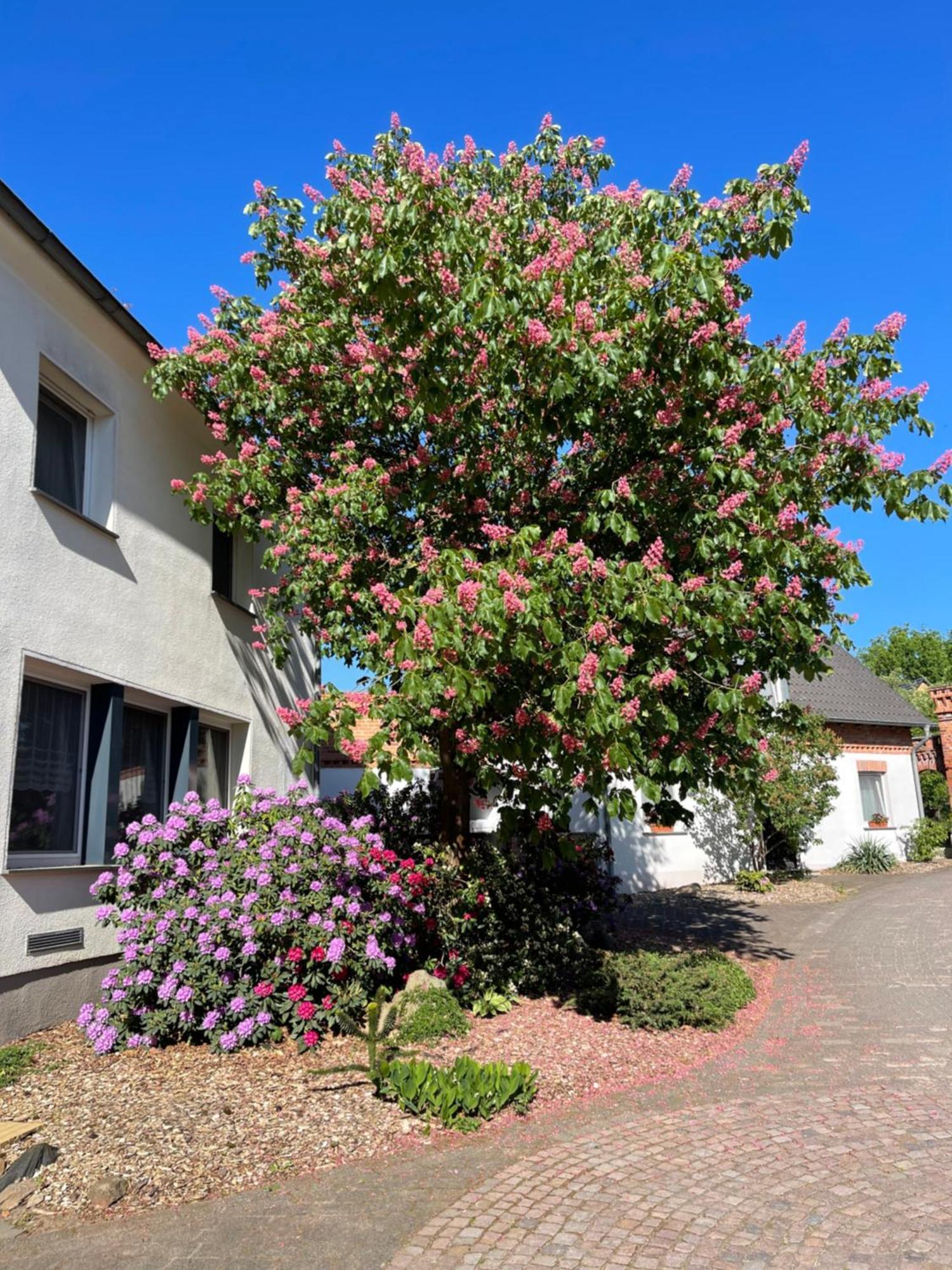 Hotel Luther Birke Wittenberg Bagian luar foto